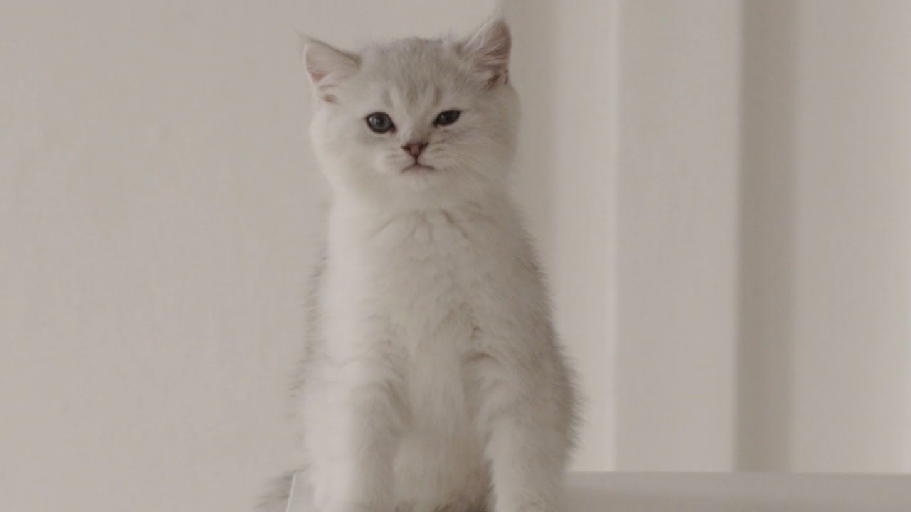 СУПЕР КОТ