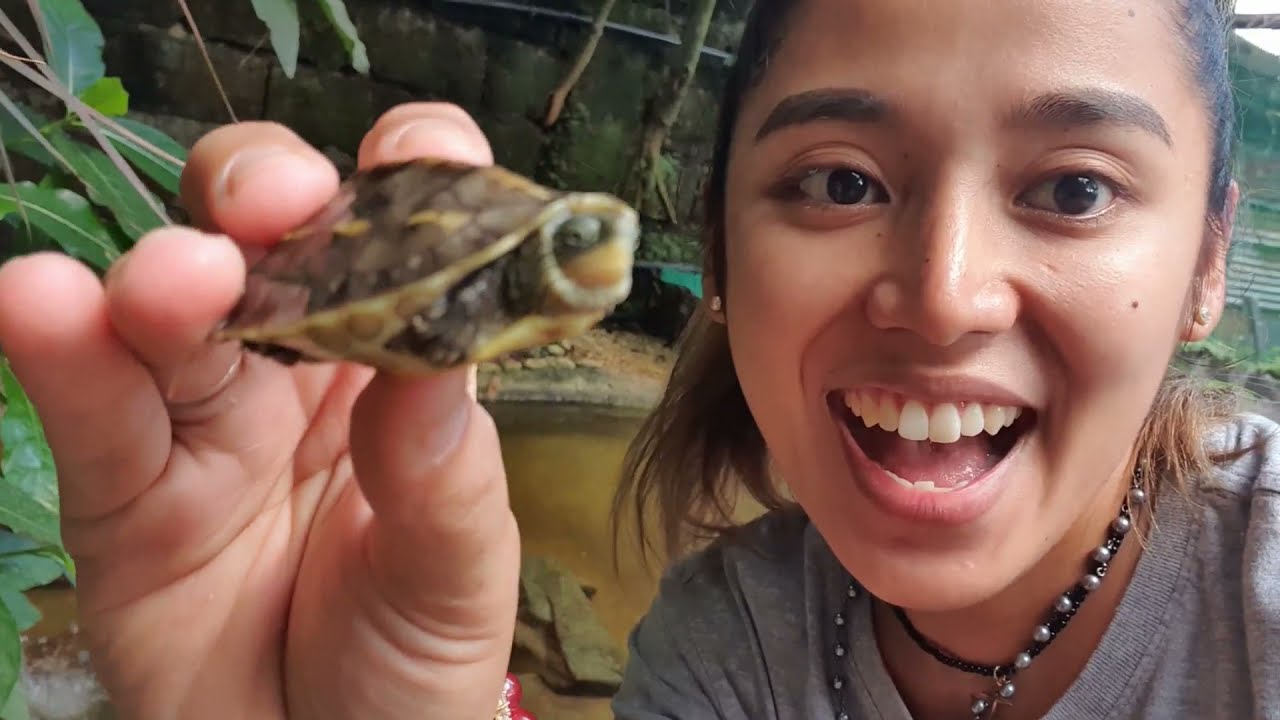 Feeding My Common Snapping Turtle