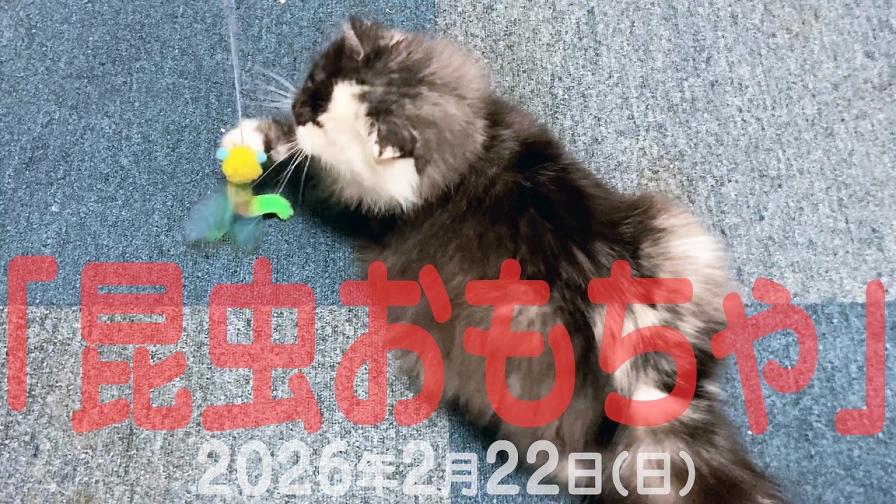 我が家の猫たち「昆虫おもちゃ」2026年2月22日(日) 