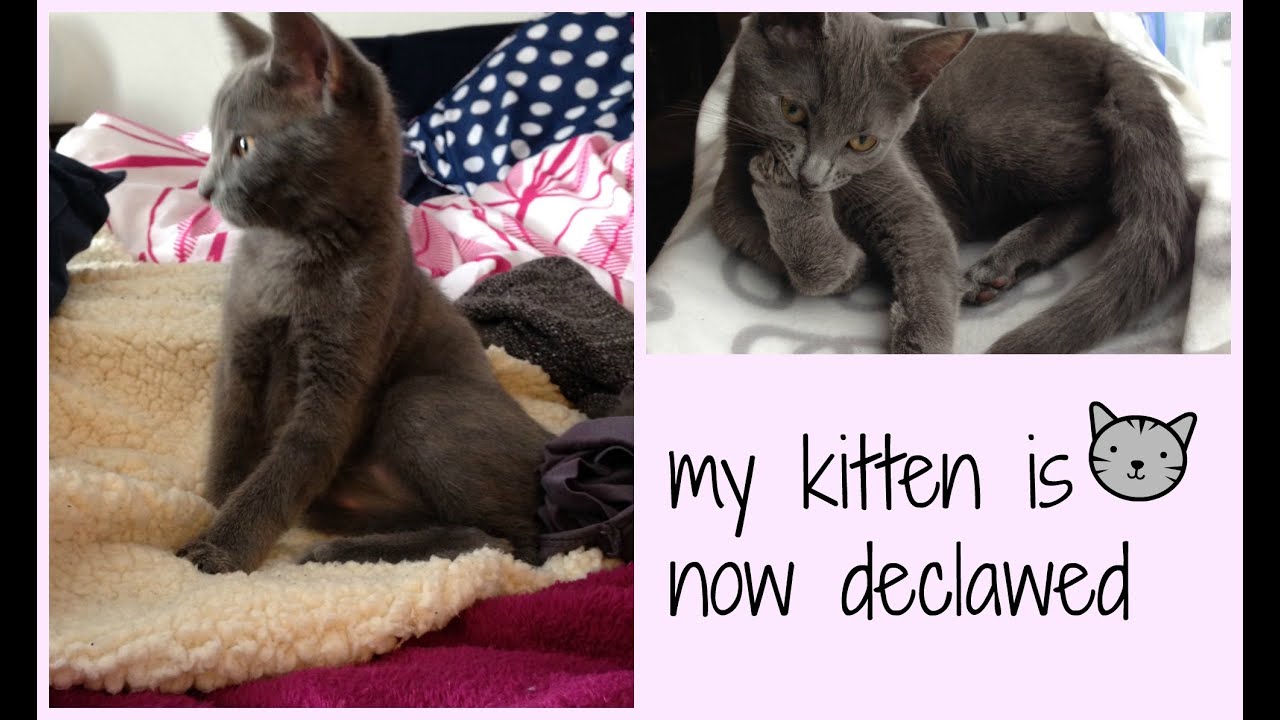 my kitten is now declawed - 1 Day