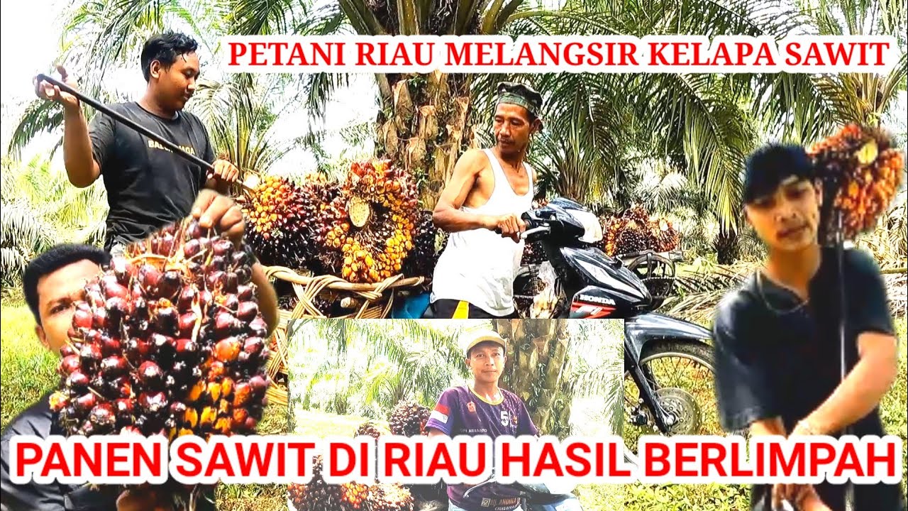 PANEN KELAPA SAWIT PETANI DI  RIAU / MELANGSIR BUAH SAWIT TAK SE INDAH YANG DI BAYANG KAN PAK DE