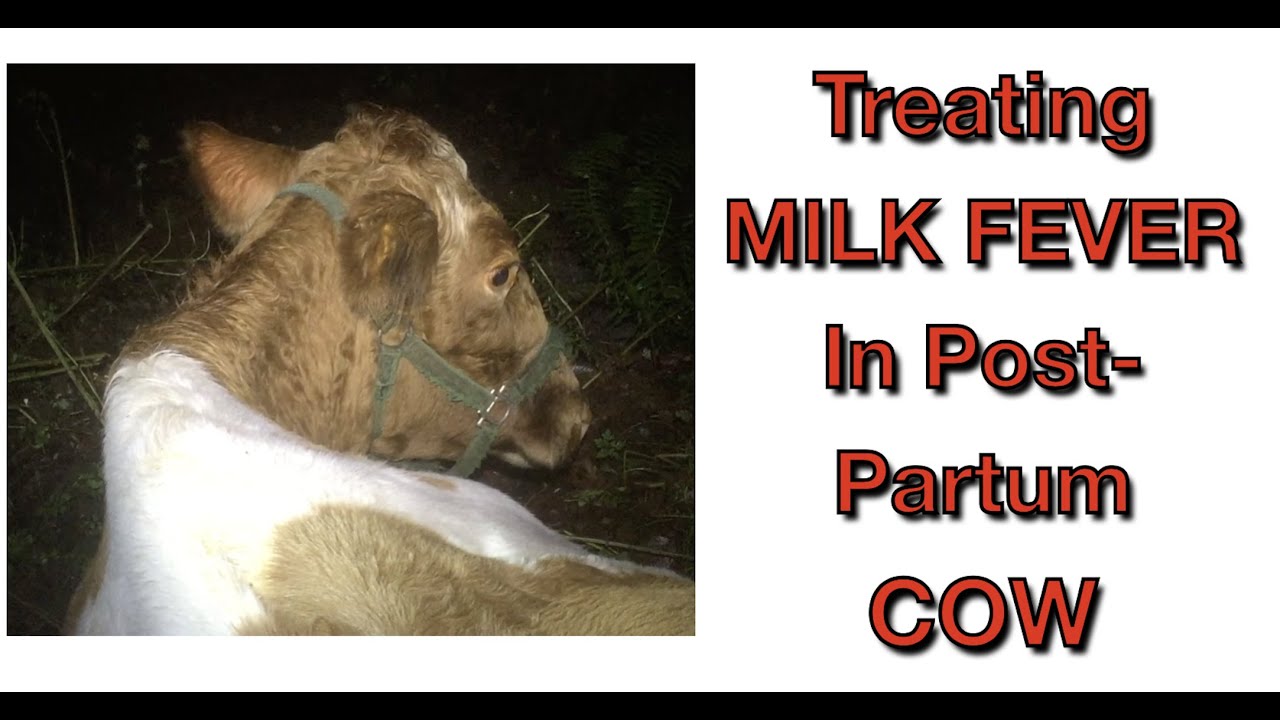 Treating Milk Fever in Dairy Cow at HOME!