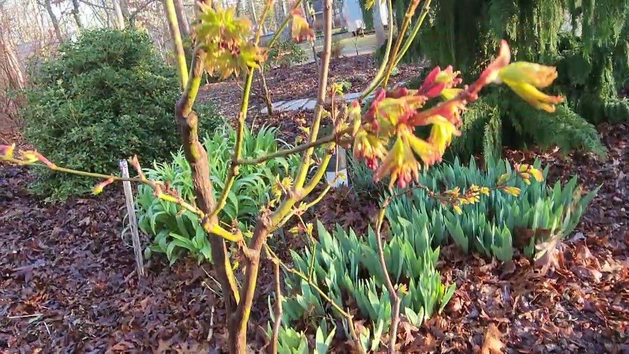 Cape Cod Garden Tour 4/16/24