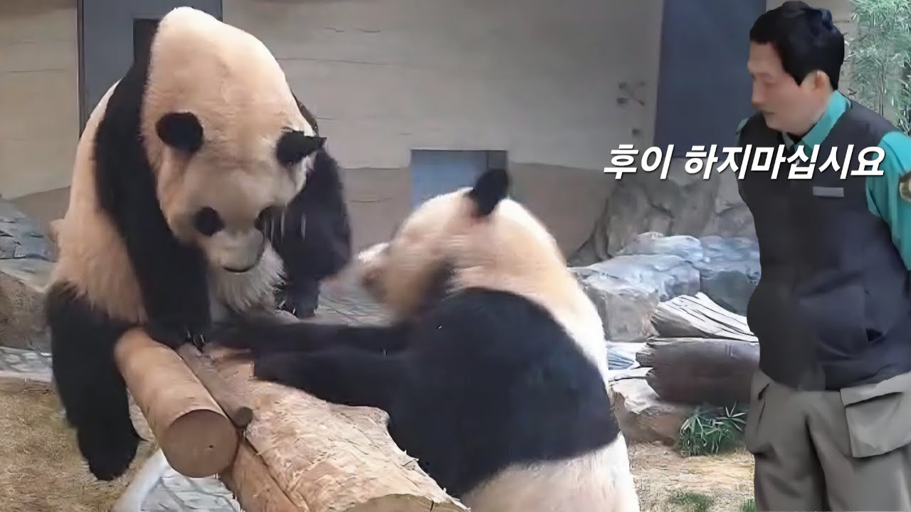 세컨하우스 2월20일 후이가 조금 거칠게 때렸어요 