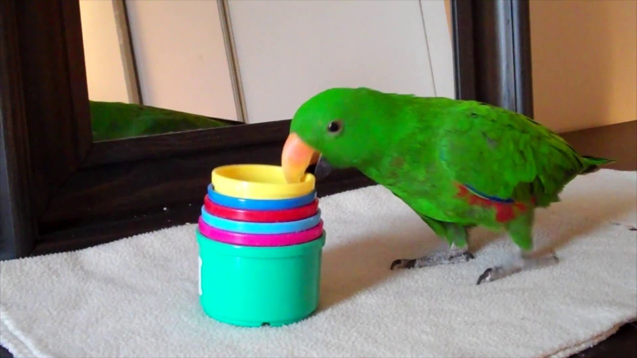 Jasper Eclectus Parrot Stacking Cups Trick
