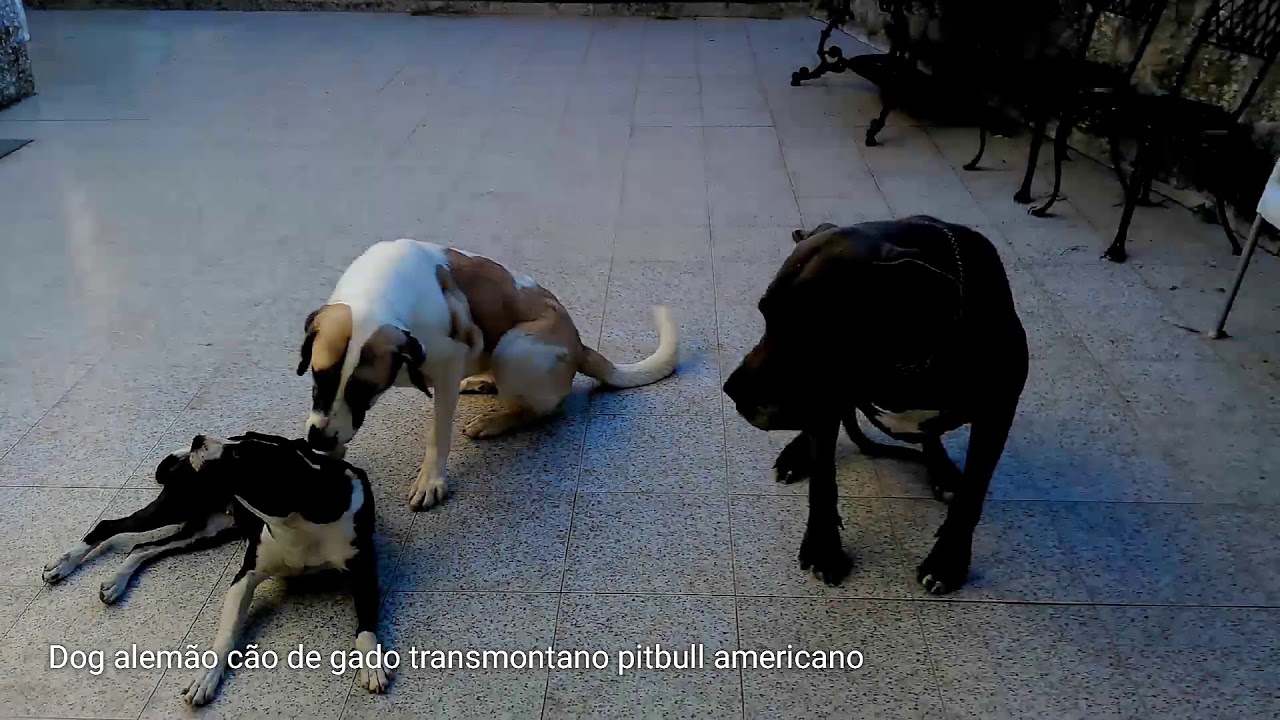 Dog alem&atilde;o c&atilde;o de gado transmontano pitbull americano 🇵🇹