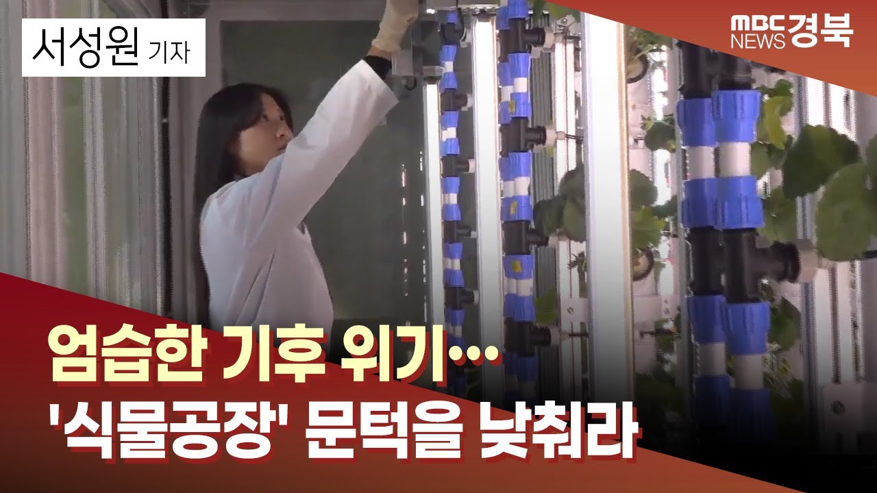[R]엄습한 기후 위기… '식물공장' 문턱을 낮춰라/ 안동MBC