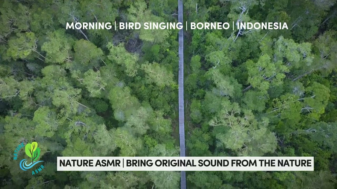 Borneo Rain Forest ASMR | Relax, Stress Free, Bird singing