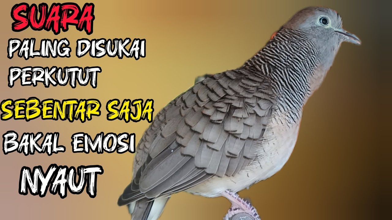 Perkutut Lokal Gacor Suara Besar Cocok Untuk Pancingan Semua Jenis Burung Perkutut Agar Cepat Bunyi