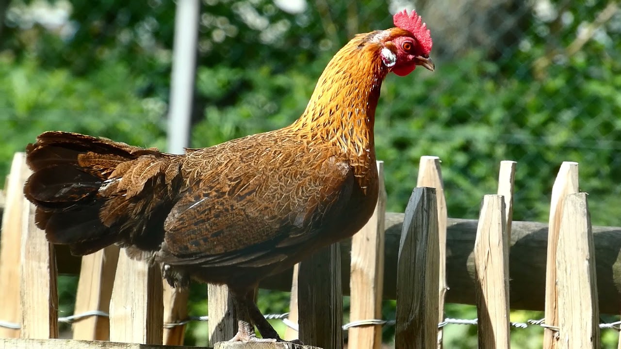 Mei - natuur 2021.