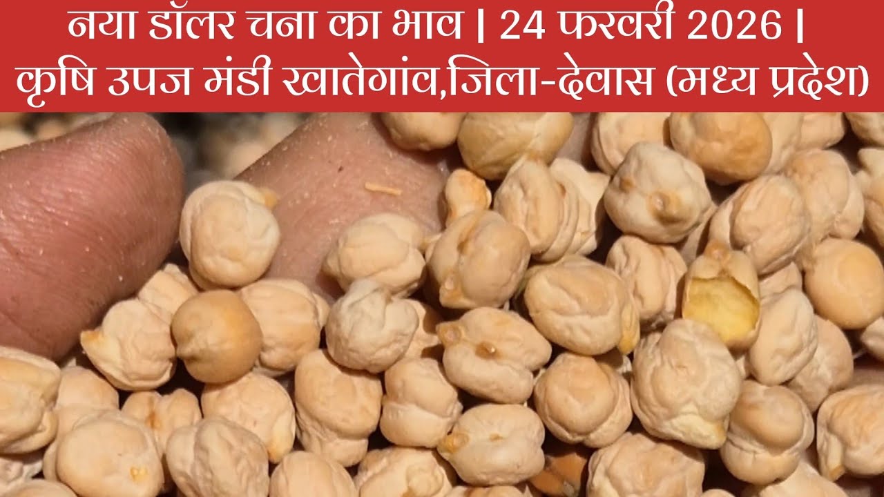 नया डॉलर चना का भाव | 24 फरवरी 2026 | कृषि उपज मंडी खातेगांव,जिला-देवास (मध्य प्रदेश)