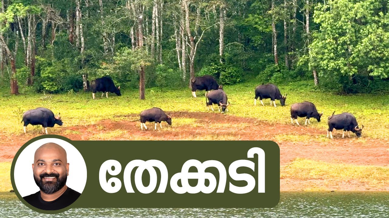 Thekkady | Thekkady | Explore the Enchanting Wilderness of Thekkady, Kerala!