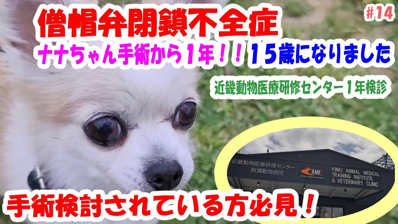 【チワワ】僧帽弁閉鎖不全症の手術から１年！　#チワワ　#僧帽弁閉鎖不全症　#近畿動物医療研修センター　#犬　#心臓病