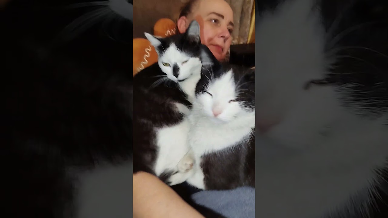 КОТОМАМА