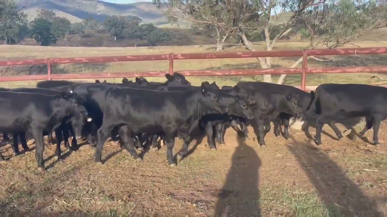 Weaner and yearling sale 13/3