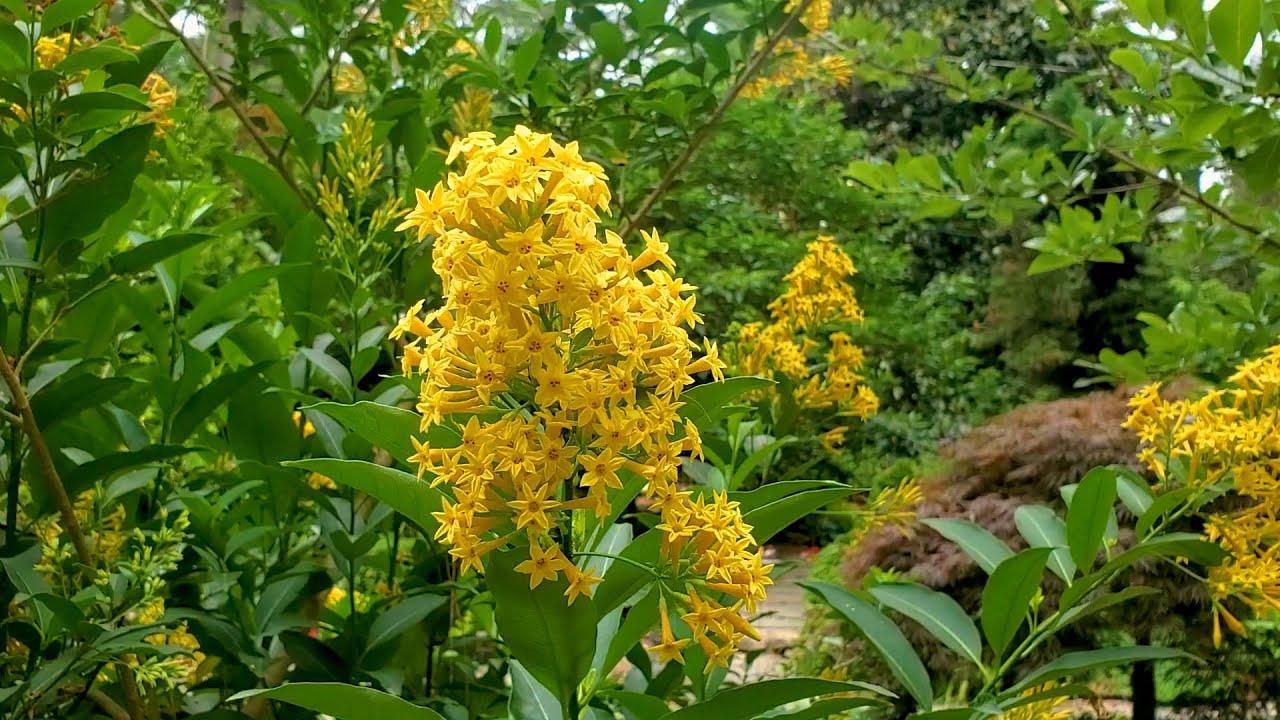 Amazing Fragrant Flowers - Willow-Leaved Jessamine