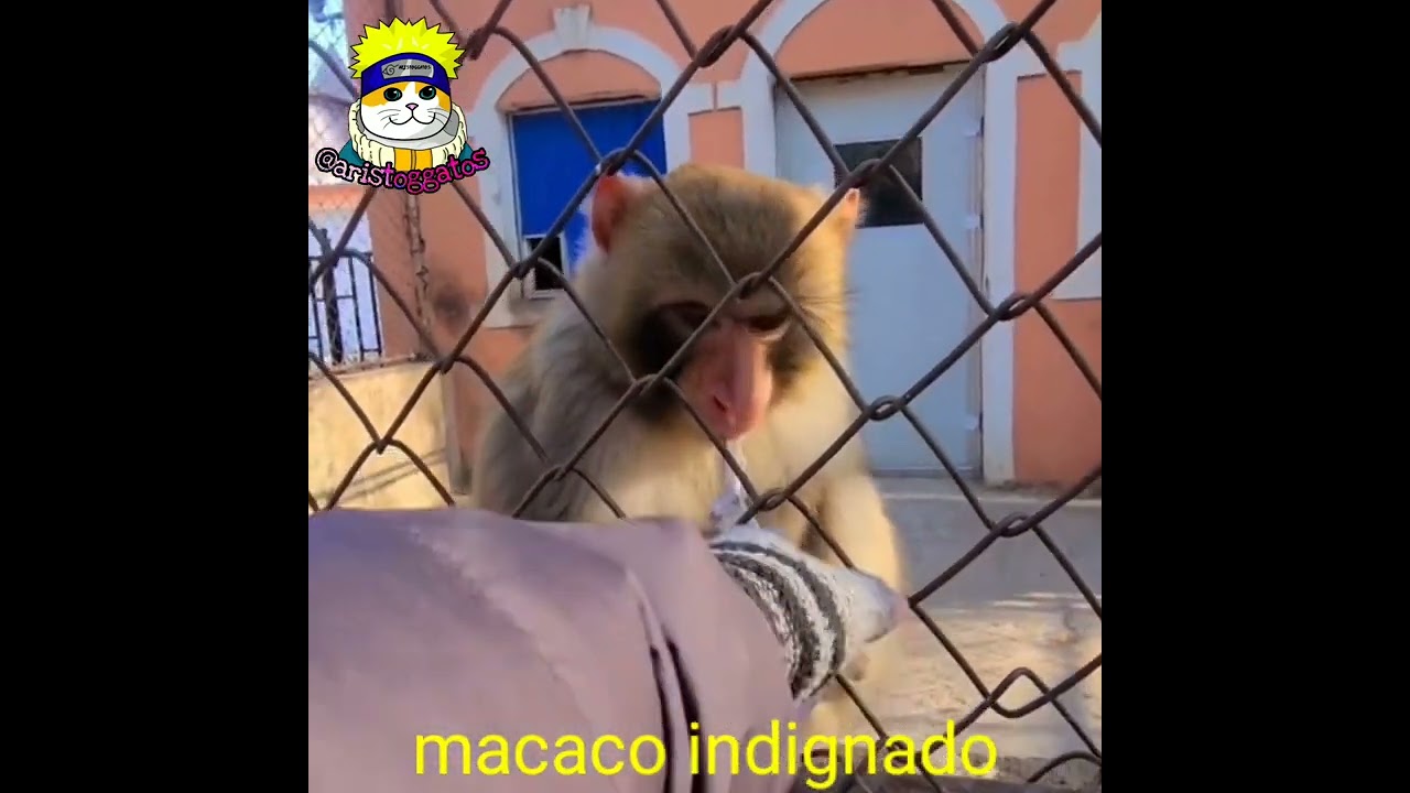 macaco indignado