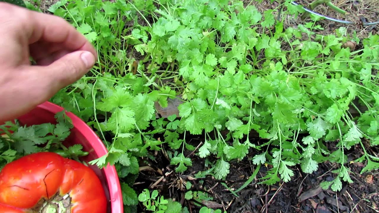 TRG 2012:  Growing Cilantro in Your Garden All Summer Long