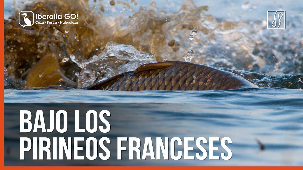 Bajo los Pirineos Franceses | Iberalia GO!