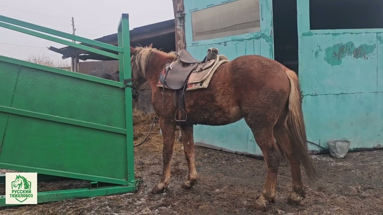 РАСПУТИЦА,  ЛОШАДЬ САМЫЙ ЛУЧШИЙ ВЕЗДЕХОД.  