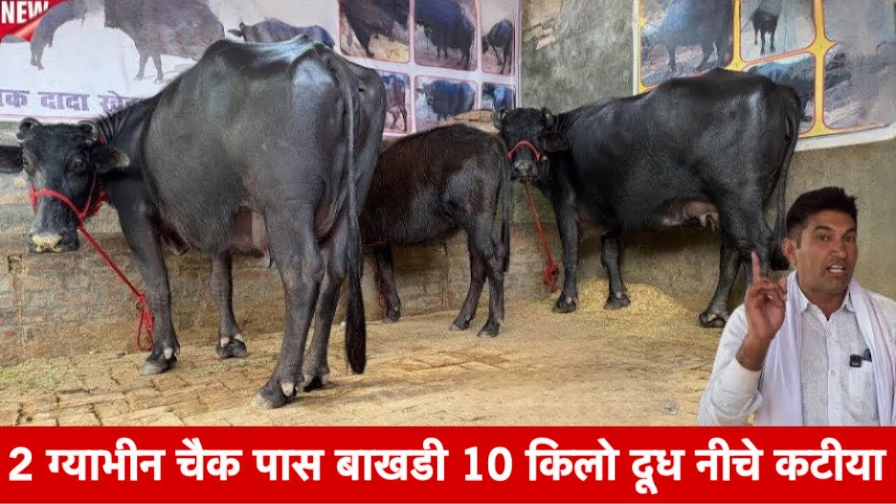 10 किलो दुध ग्याभीन बाखडी चैक पास 2 कटीया  Sandeep Buradehar Dairy Farm  ✅