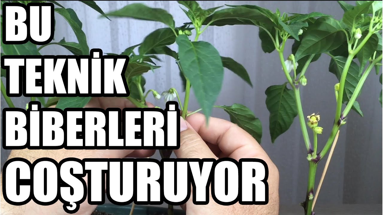 Biber Fidesi Ekimi | Sulaması | Budaması