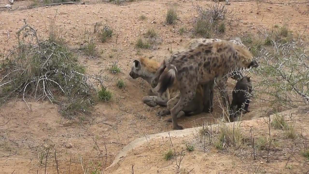 Hyena mom protects her cubs in Kruger National Park
