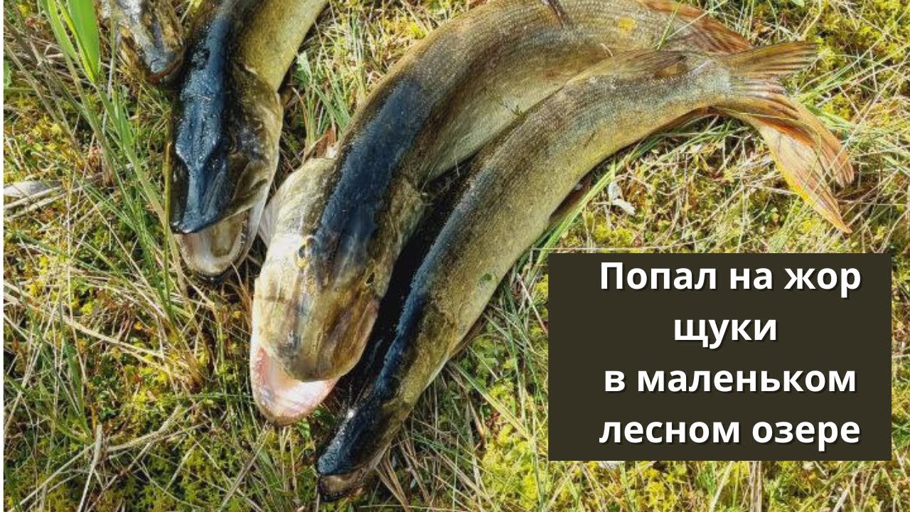 #97 Попал в самый жор! Ловлю щуку в маленьком заросшем лесном озере