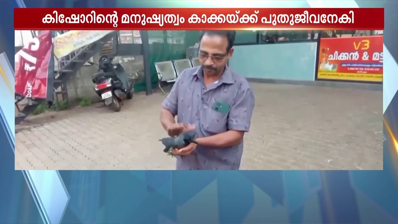 ജീവൻ കാത്ത കരുതൽ..!! ഷോക്കേറ്റുവീണ കാക്കയ്ക്ക് സിപിആർ നൽകി രക്ഷിച്ച് കിഷോർ  | Kozhikode | Rescue
