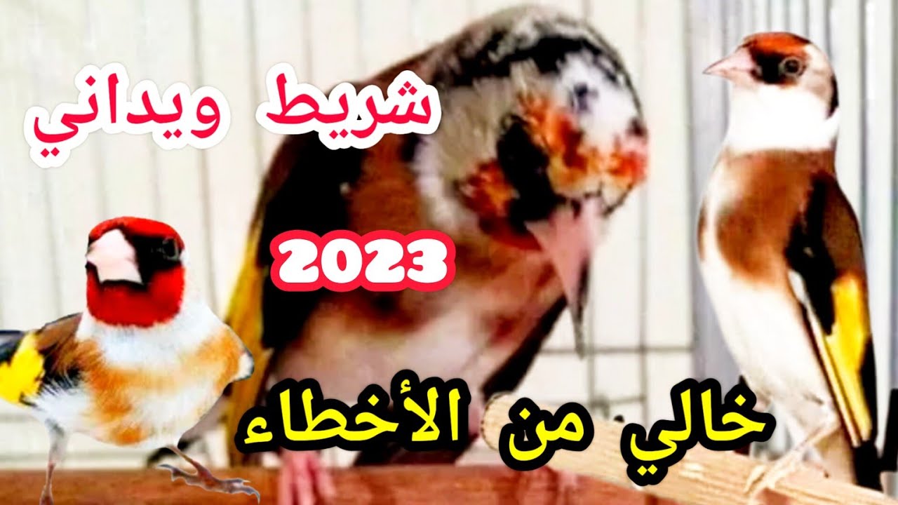 شريط ويداني مغربي خالي من الأخطاء لتلقين فراخ الحسون والهجين هدية للمتتبعين الاوفياء لا الاحتكار