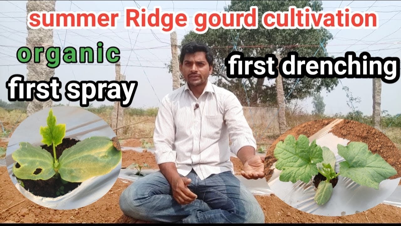 Summer Ridge gourd cultivation॥ first spray ॥ first drenching ॥ Arka prasan