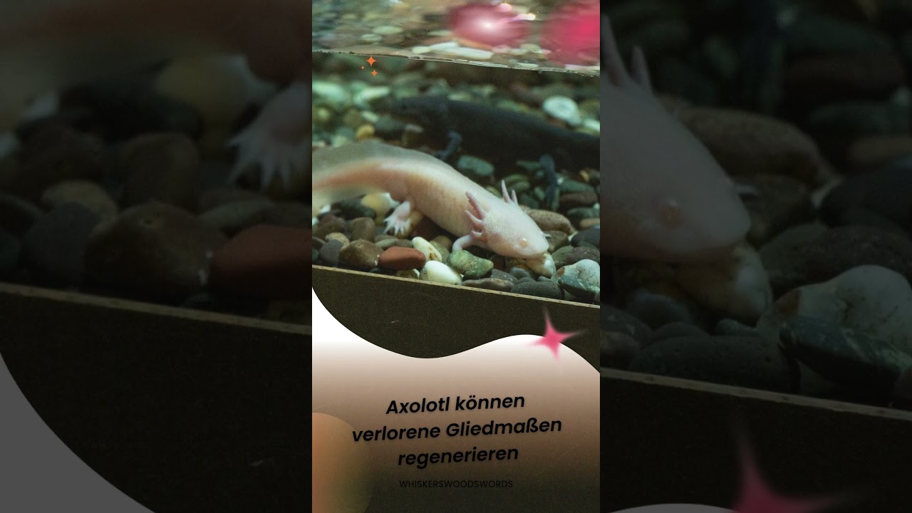Faszinierende Tierische Fakten 🐾 | Kurze und Spannende Tierinfos f&uuml;r Tierliebhaber