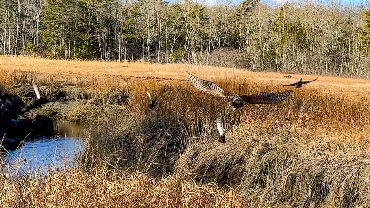 Asja, Finnish Goshawk | Duck Hawking | Nov 29, 2025