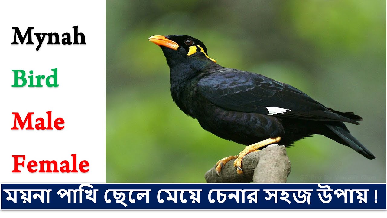 ময়না পাখি ছেলে মেয়ে চেনার সহজ উপায় ll Identification of Indian Hill Mynah Bird Male and Female