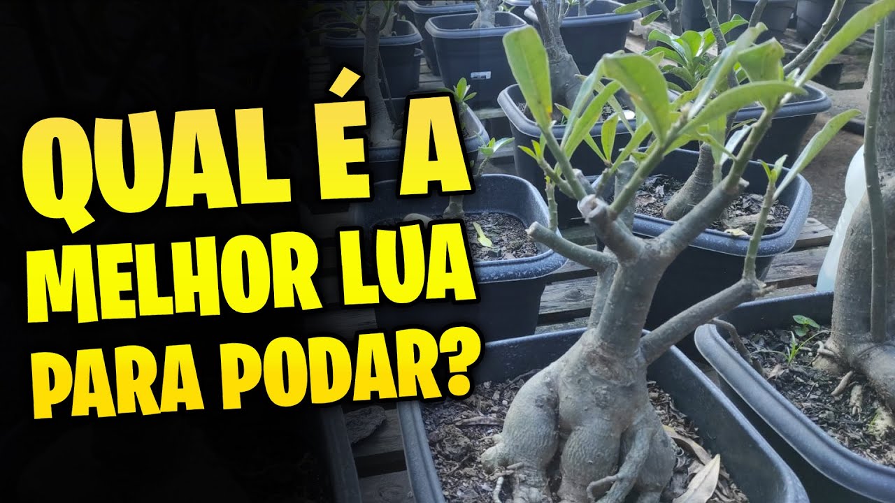 [CURIOSO] Qual e melhor lua para podar minha ROSA DO DESERTO?