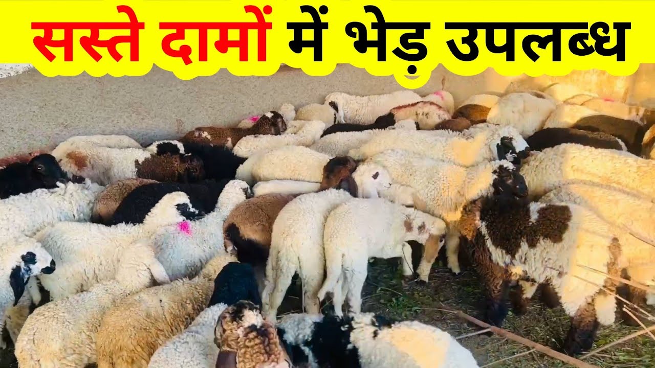 Sheep farming in India || सबसे सस्ते दामों में भेड़ उपलब्ध || Harish Yadav