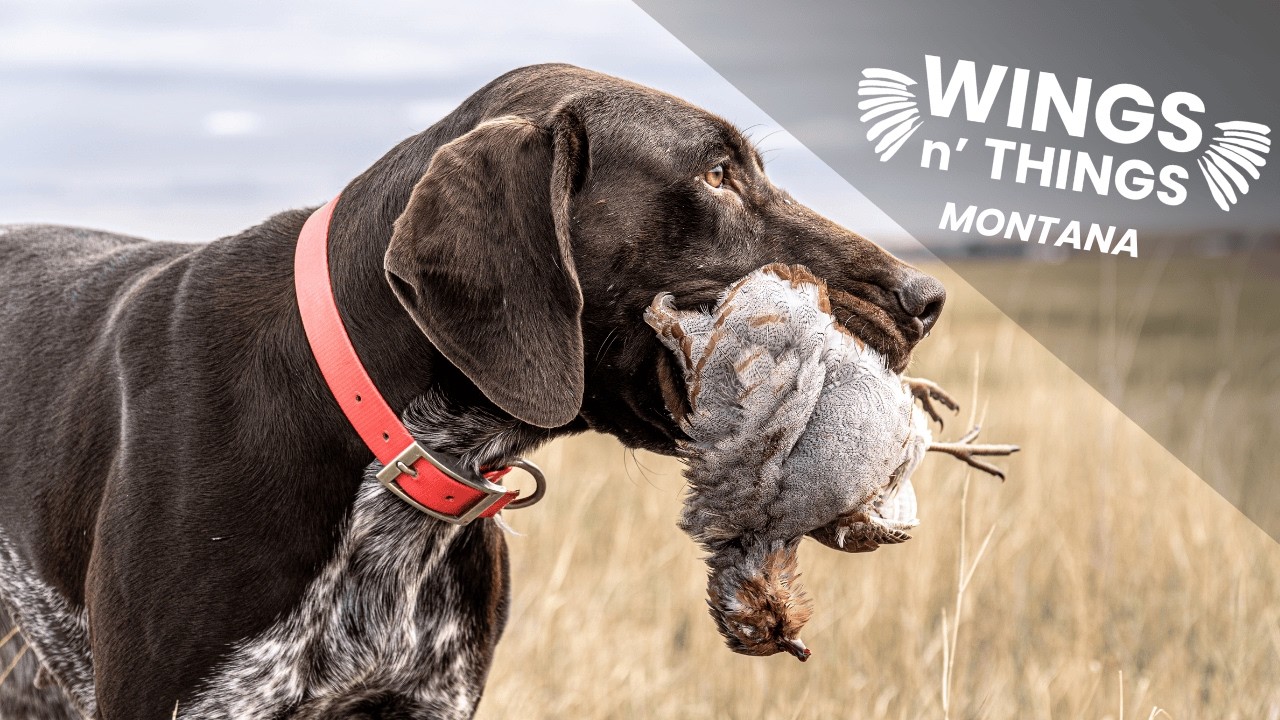 Montana | Upland and Waterfowl