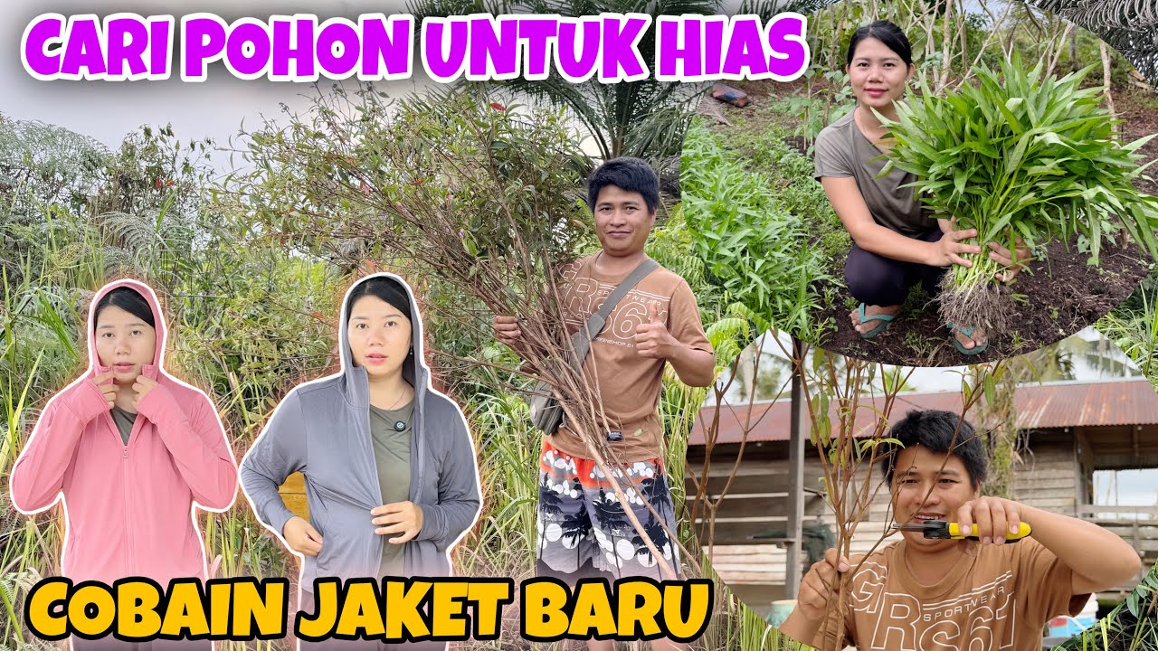 CARI POHON UNTUK HIAS BUNGA SAKURA MENYAMBUT IMLEK, LANJUT PANEN KANGKUNG UNTUK MAKAN DAN NOVI