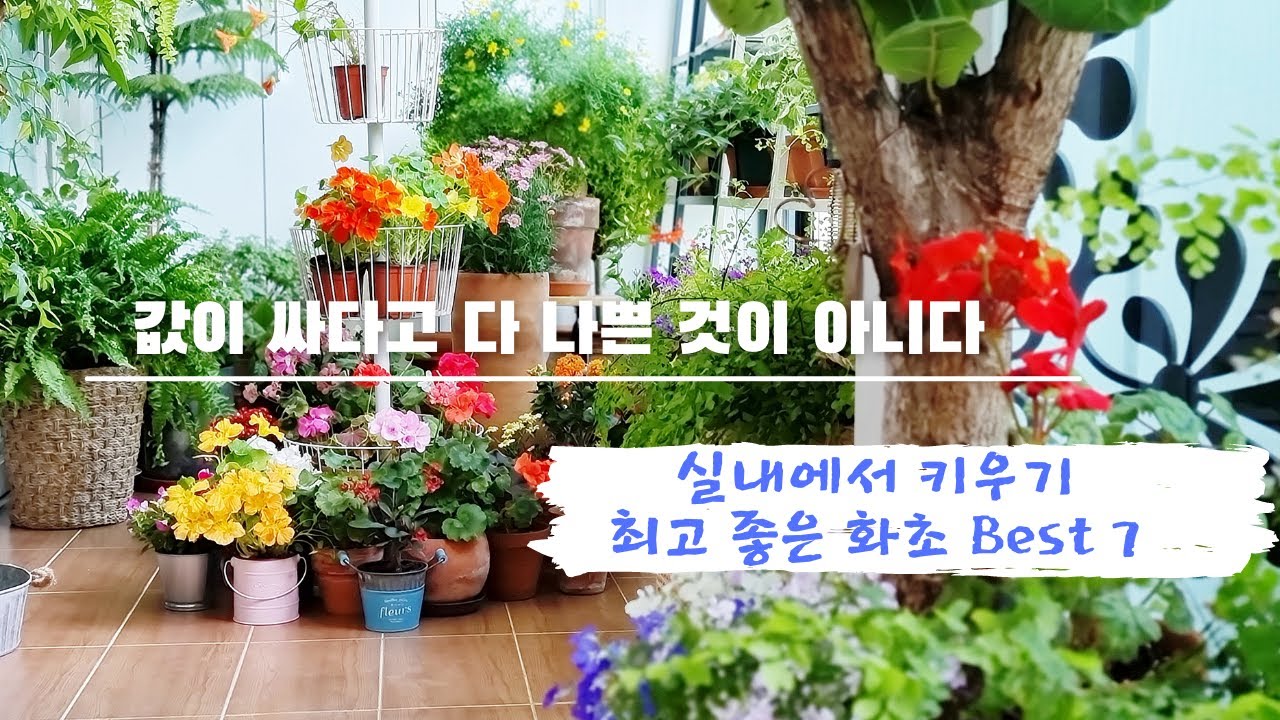 실내에서 가장 키우기 좋은 꽃 7종류🌹 / 가성비 실내 화초  Best 7👍 / 개화기가 길고 병충해 적고 가격도 좋으면서 번식도 잘 되는 화초 7종류 추천