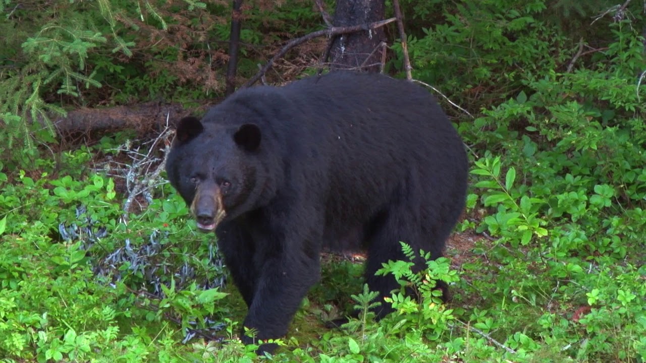 Hunting in Algoma Country