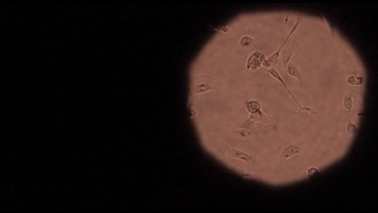 Spektrum vedy 2016 - N&aacute;dorov&eacute; kmeňov&eacute; bunky