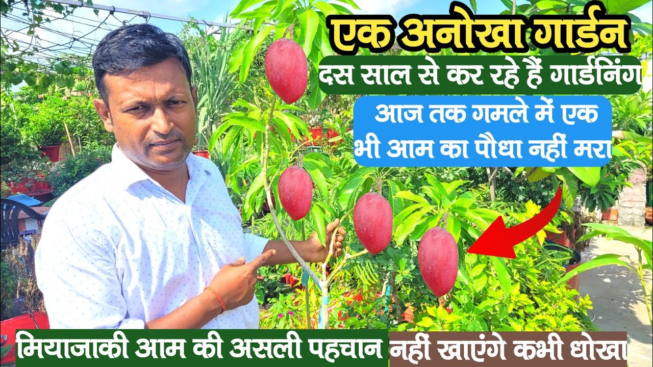 10 साल से कर रहे हैं गार्डनिंग || आज तक गमले में आम का एक भी पौधा नहीं मरा || Miyazaki आम की पहचान