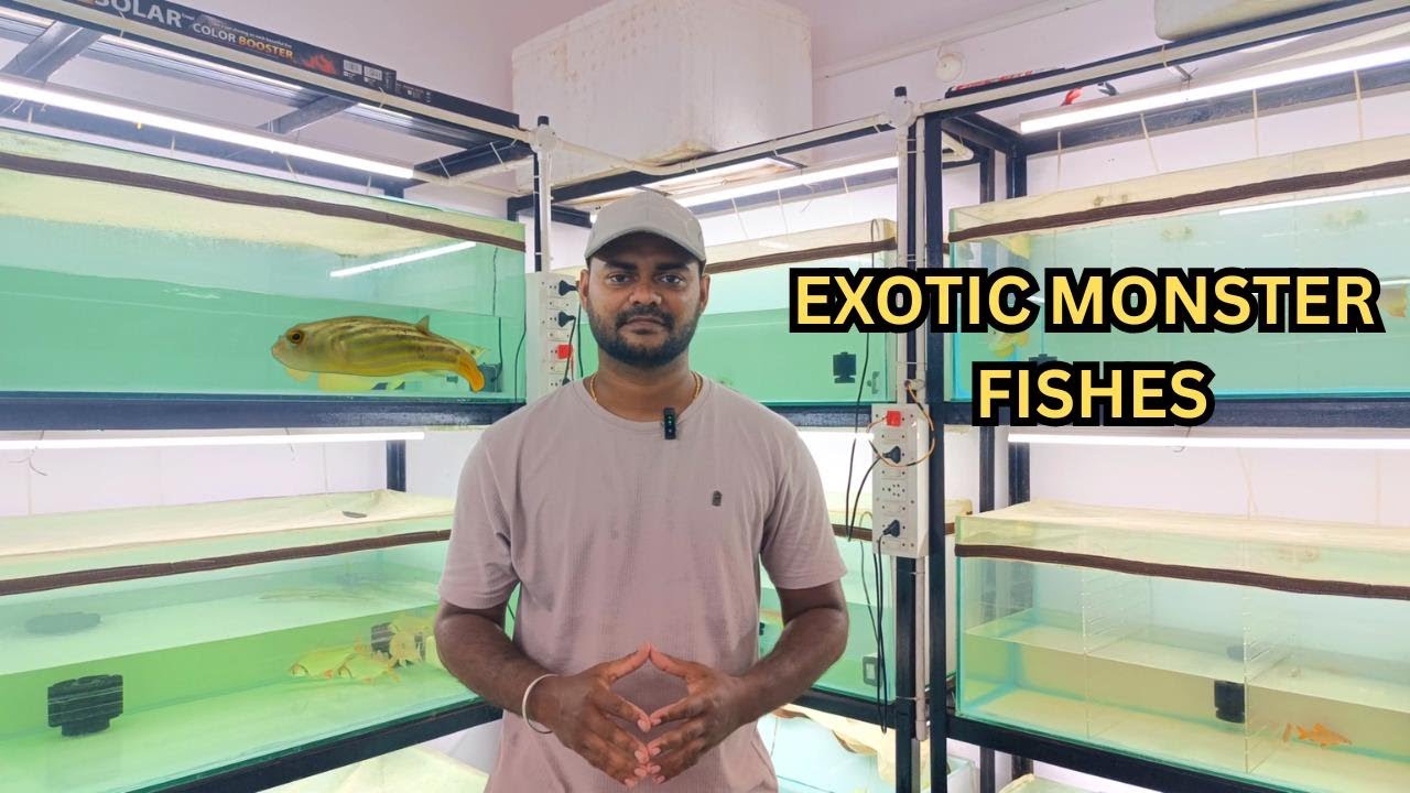NATIVE & MONSTER FISHES IN CHENNAI / ROYAL AQUATICS INDIA / BEST QUALITY/ தமிழ்