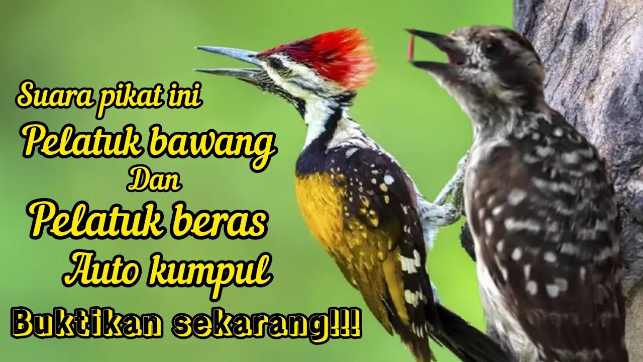 SUARA PIKAT BURUNG PELATUK RIBUT DI ALAM LIAR PELATUK BAWANG DAN PELATUK BERAS