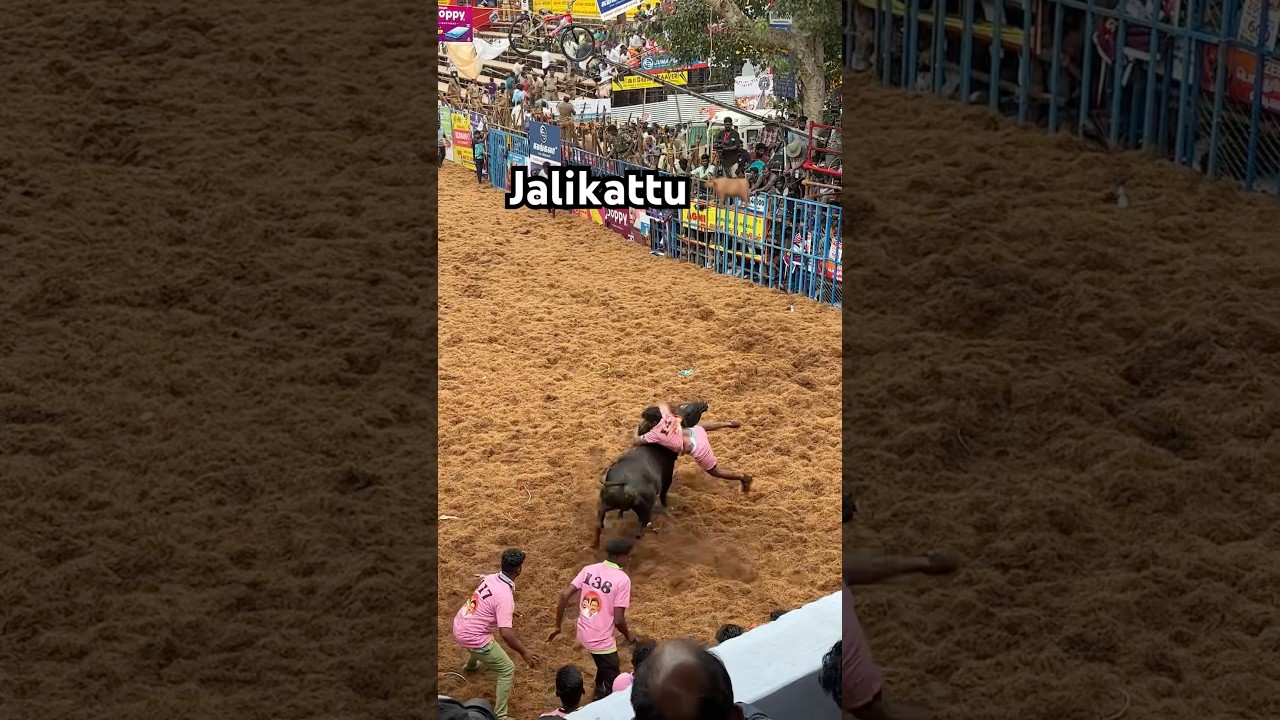 Jalikattu- Bull Taming Festival of Tamilnadu | Jallikattu, Pongal, South India |