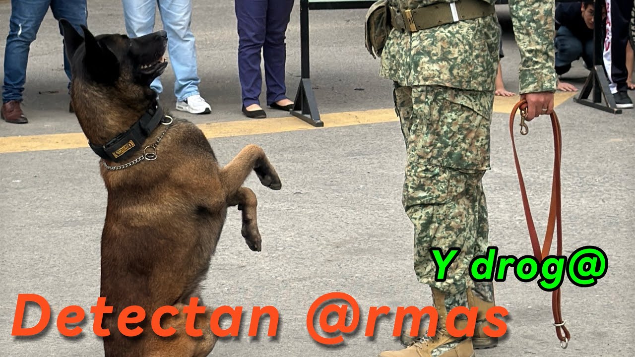 Se pasó de adiestramiento, increíble lo que logran hacer estos pastores alemanes de la SSP