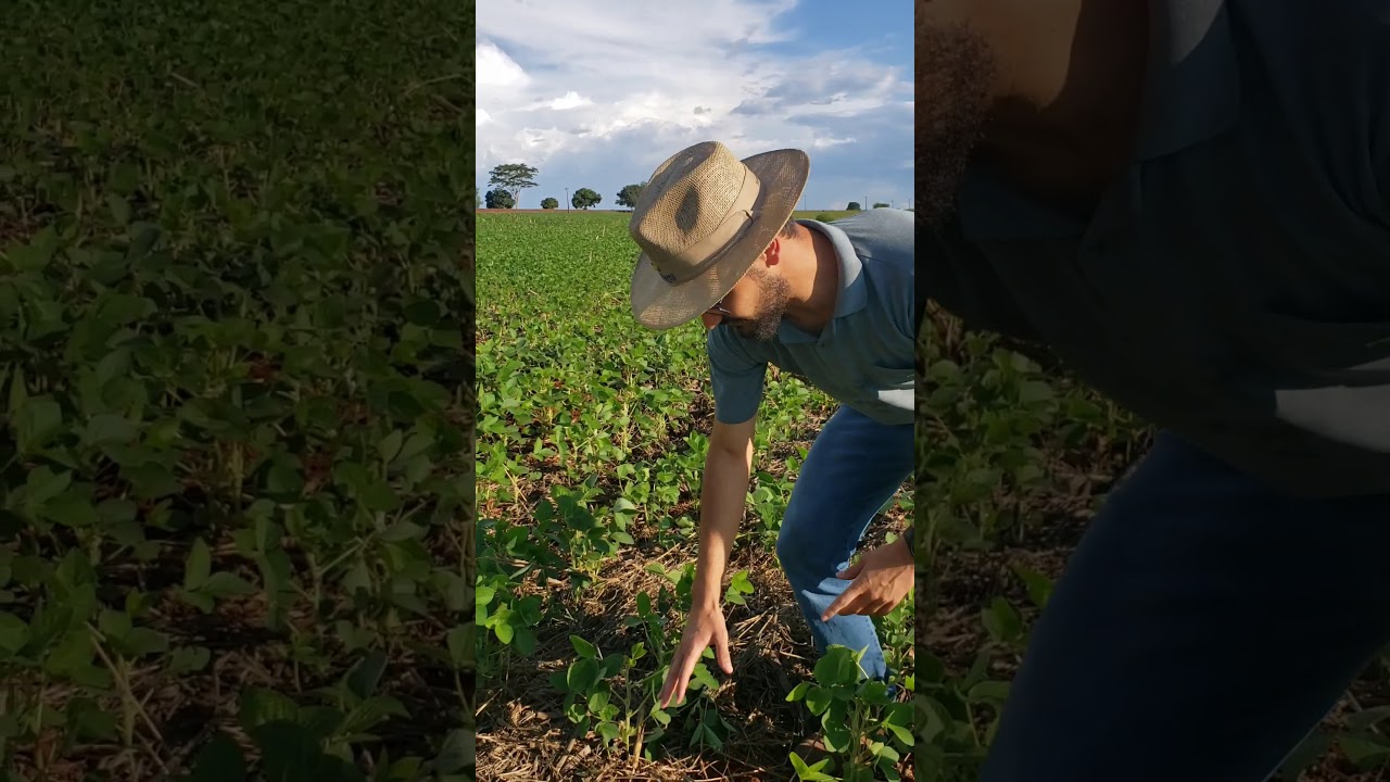 Plantio de Soja após lavoura de milho em consórcio com Brachiaria ruziziensis.