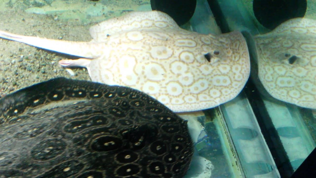 Albino Leopoldi Stingray