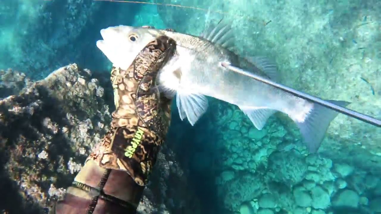 Chasse sous -marine Janvier  2023