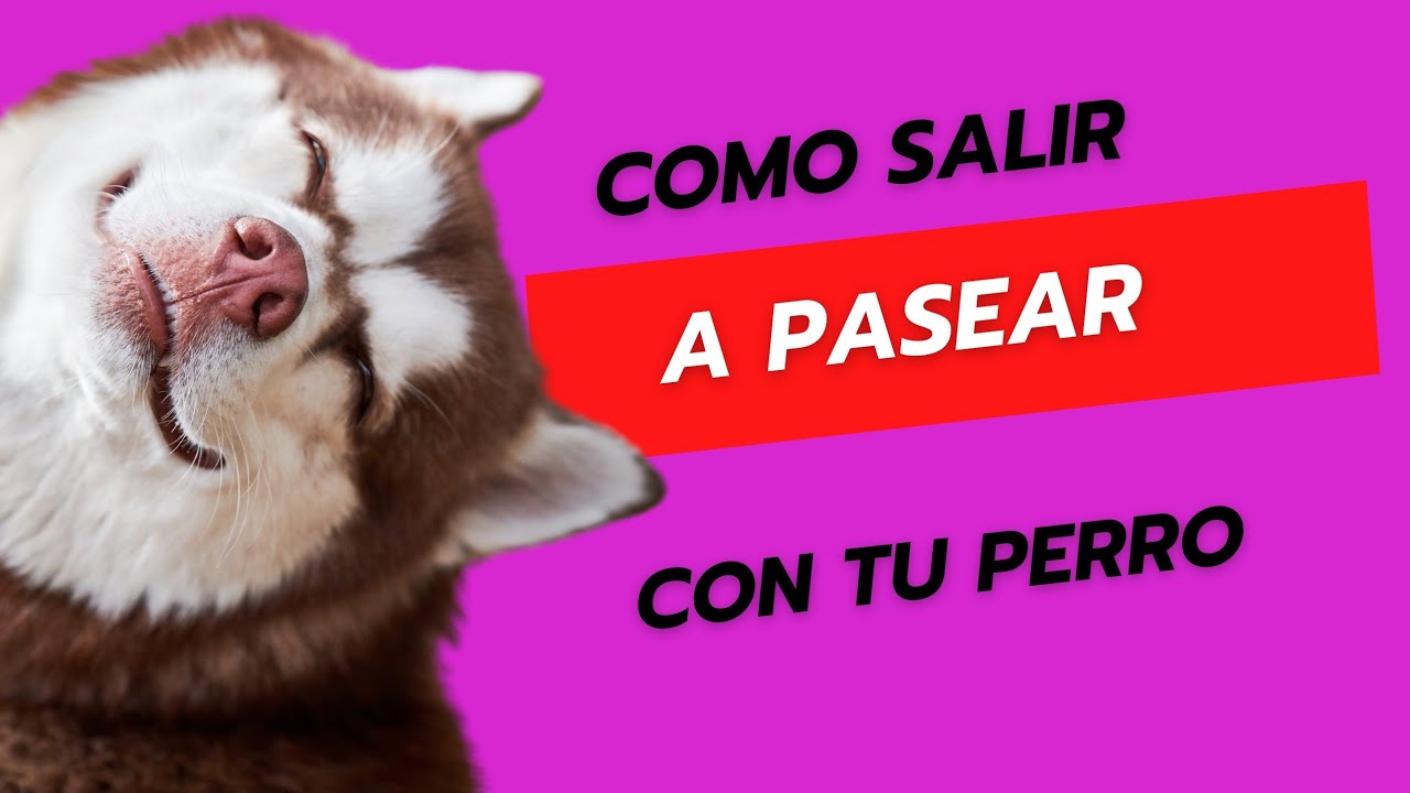 𝗘𝗷𝗲𝗿𝗰𝗶𝗰𝗶𝗼𝘀 𝗖ó𝗺𝗼 𝘀𝗮𝗹𝗶𝗿 𝗱𝗲 𝗰𝗮𝘀𝗮 𝗰𝗼𝗻 𝘁𝘂 𝗽𝗲𝗿𝗿𝗼 a pasear. 𝗢 𝗶𝗻𝗰𝗹𝘂𝘀𝗼 𝗽𝗮𝗿𝗮 𝗽𝗲𝗿𝗿𝗼𝘀 𝗰𝗼𝗻 𝗺𝗶𝗲𝗱𝗼.
